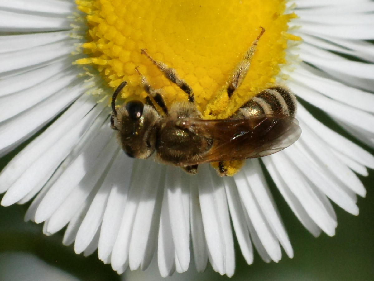 Apidae Halictinae